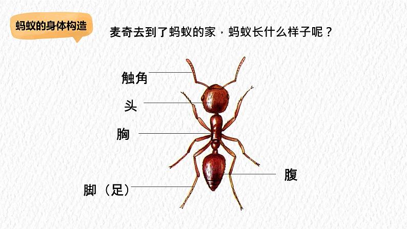 冀人版科学二年级下册 7寻找蚂蚁的家 PPT课件+视频03