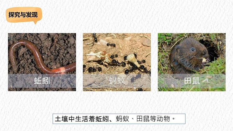 冀人版科学二年级下册 7寻找蚂蚁的家 PPT课件+视频08