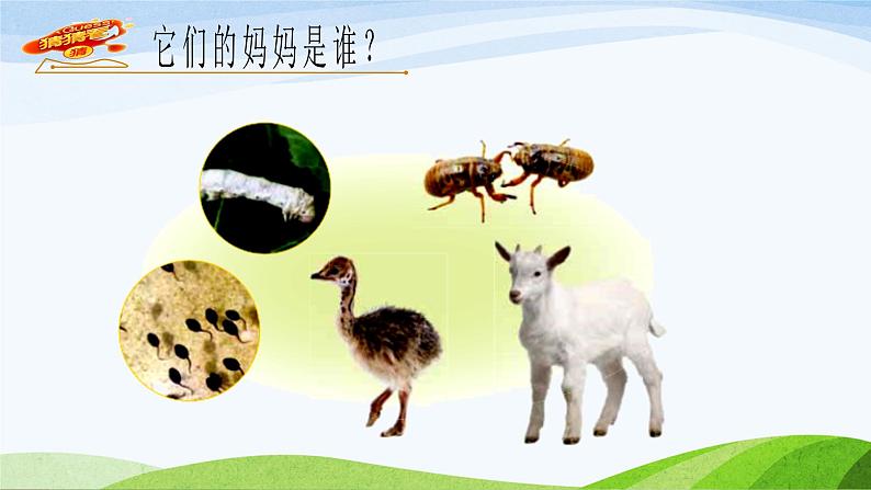 青岛版科学六三制一下7《小动物找妈妈》课件PPT+素材04