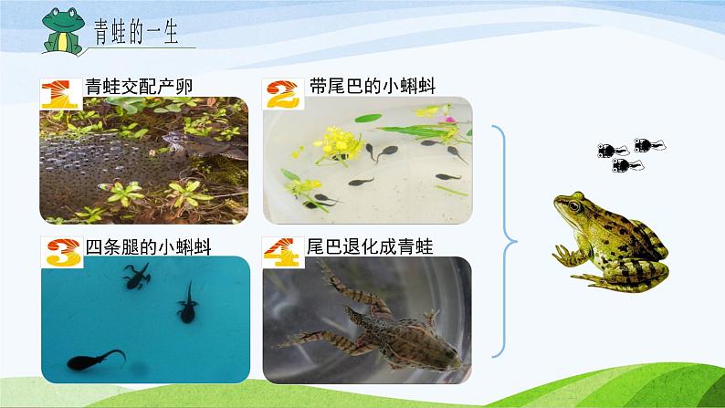 青岛版科学六三制一下7《小动物找妈妈》课件PPT+素材05