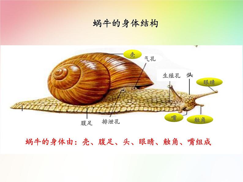 人教版鄂教版科学二年级下册3.8 蜗牛 PPT课件06