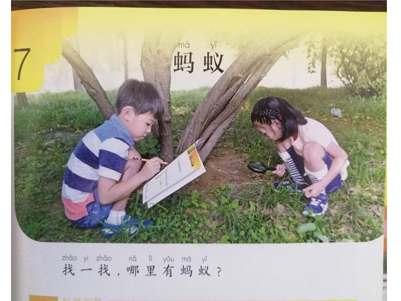 人教版鄂教版科学二年级下册3.7 蚂蚁 PPT课件+教案02