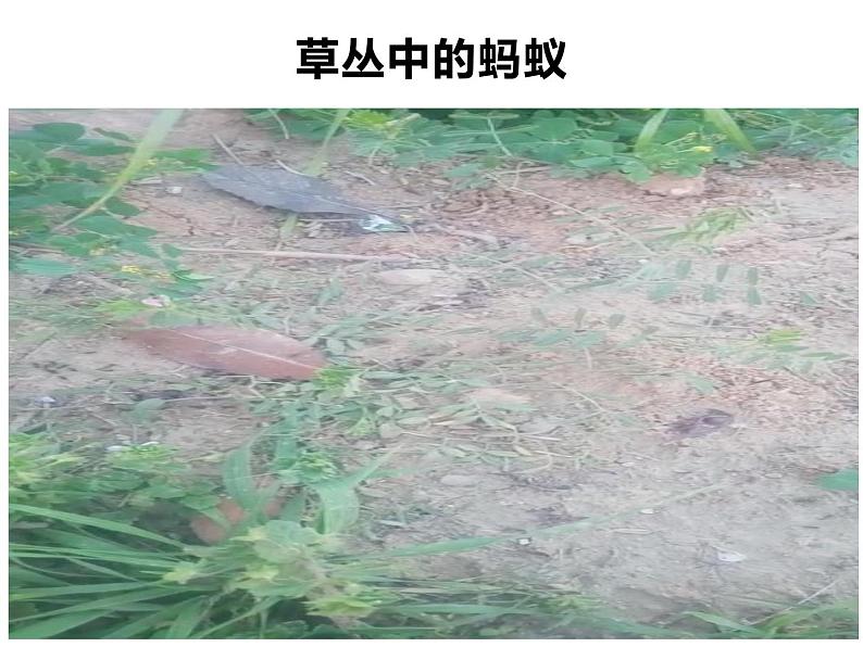 人教版鄂教版科学二年级下册3.7 蚂蚁 PPT课件+教案03