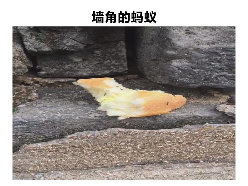 人教版鄂教版科学二年级下册3.7 蚂蚁 PPT课件+教案04