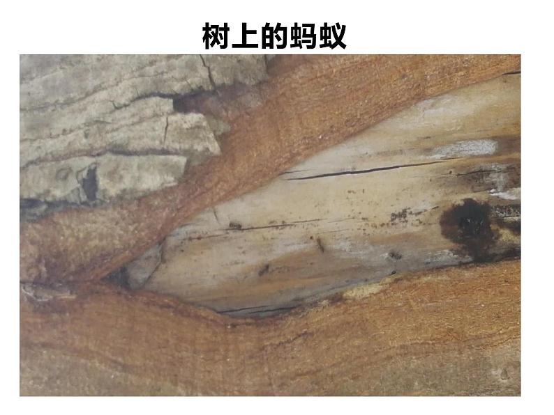 人教版鄂教版科学二年级下册3.7 蚂蚁 PPT课件+教案05