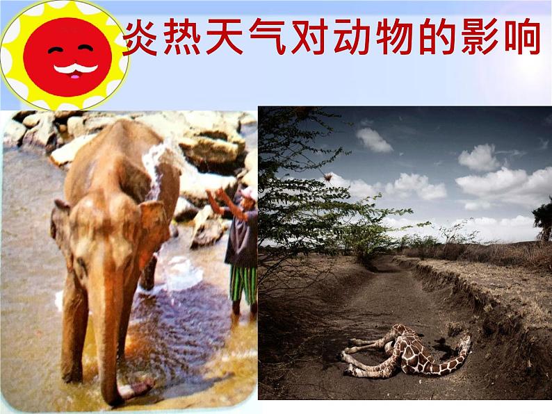 冀人版2017科学一下3.10《天气与动植物》PPT课件+教学设计03