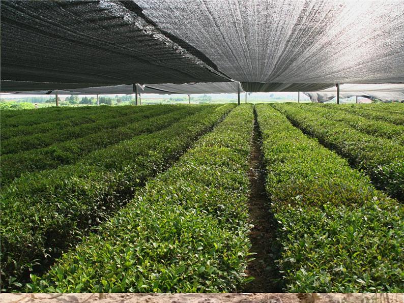 冀人版2017科学一下3.10《天气与动植物》PPT课件+教学设计04