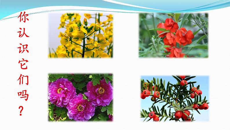 【精品资料】大象版 科学  三年级下册（全册）3.1《植物资源知多少》 课件ppt+练习ppt+素材03