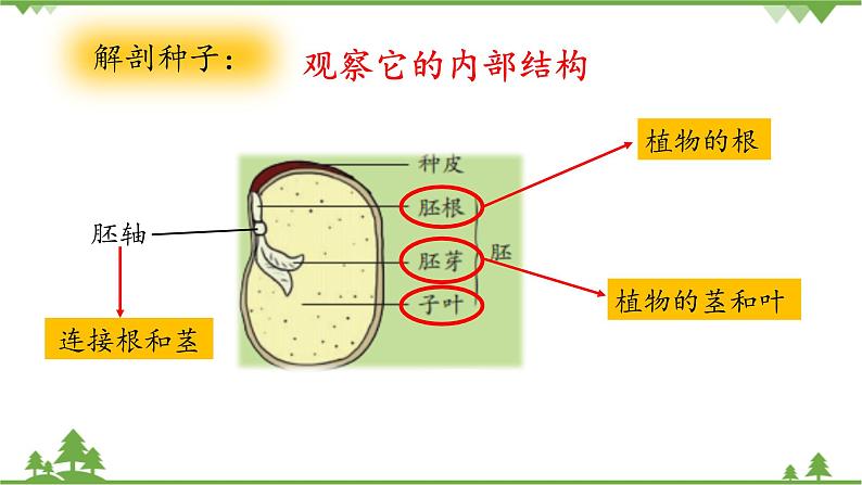 【精品资料】大象版 科学  三年级下册（全册）3.2《播下希望的种子》课件ppt+练习ppt+素材04
