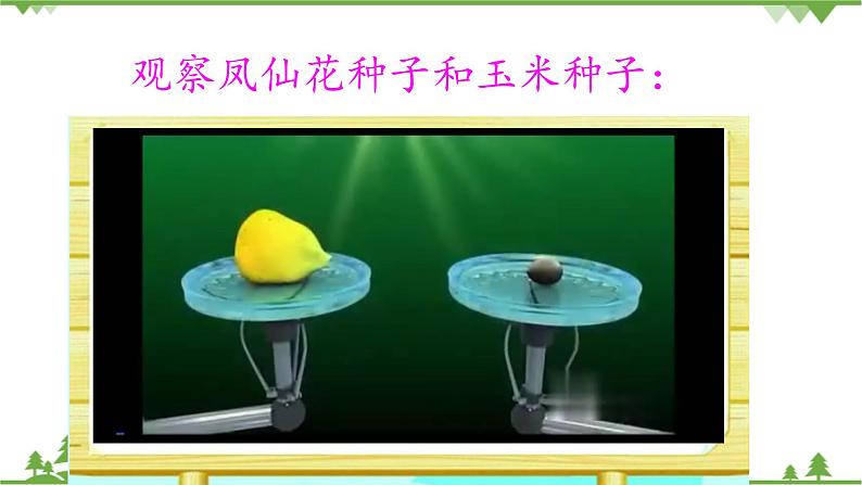【精品资料】大象版 科学  三年级下册（全册）3.2《播下希望的种子》课件ppt+练习ppt+素材06
