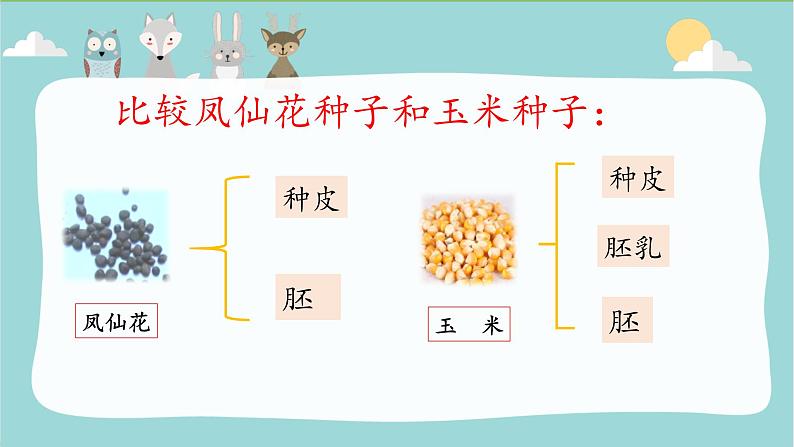 【精品资料】大象版 科学  三年级下册（全册）3.2《播下希望的种子》课件ppt+练习ppt+素材07