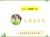 【精品資料】大象版 科學(xué)  三年級下冊（全冊）3.5《碩果累累》課件ppt+練習(xí)ppt