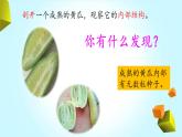 【精品資料】大象版 科學(xué)  三年級下冊（全冊）3.5《碩果累累》課件ppt+練習(xí)ppt