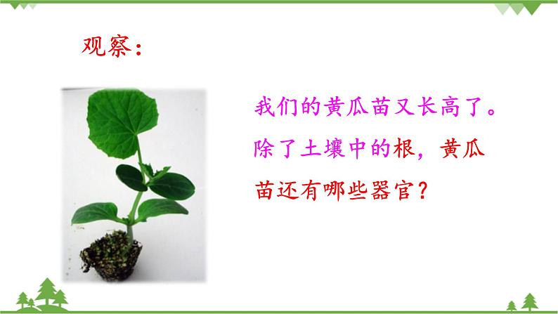 【精品资料】大象版 科学  三年级下册（全册）3.3《茁壮成长》课件ppt+练习ppt+素材03