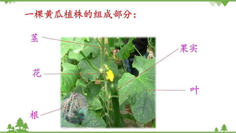 【精品资料】大象版 科学  三年级下册（全册）3.3《茁壮成长》课件ppt+练习ppt+素材04