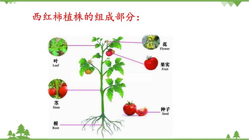【精品资料】大象版 科学  三年级下册（全册）3.3《茁壮成长》课件ppt+练习ppt+素材05
