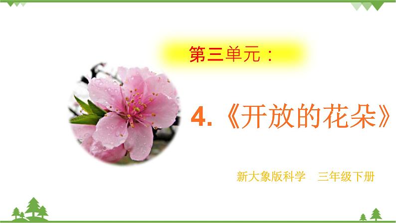 【精品资料】大象版 科学  三年级下册（全册）3.4《开放的花朵》课件ppt+练习ppt+素材01