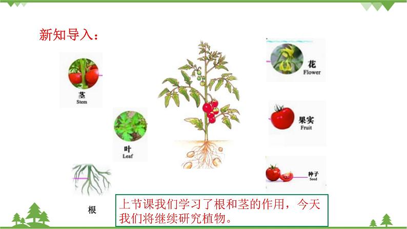 【精品资料】大象版 科学  三年级下册（全册）3.4《开放的花朵》课件ppt+练习ppt+素材03