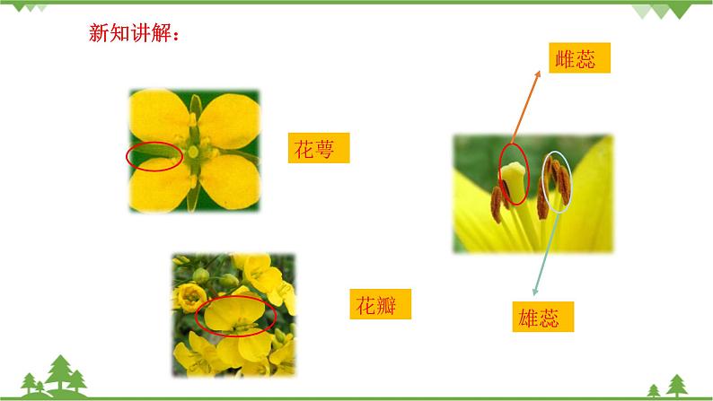 【精品资料】大象版 科学  三年级下册（全册）3.4《开放的花朵》课件ppt+练习ppt+素材07