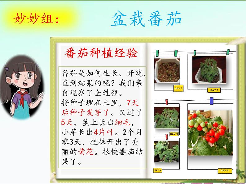 【精品资料】大象版 科学  三年级下册（全册）3.6《植物种植展示会》课件ppt+练习ppt05