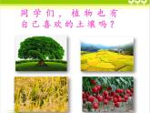 【精品资料】大象版 科学  三年级下册（全册）4.4土壤与植物 课件ppt+练习ppt