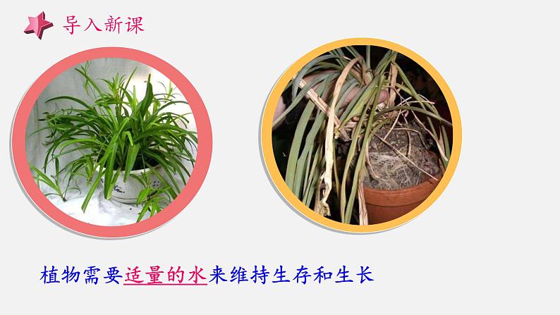 大象版科学一下2.3《阳光和凤仙花》PPT课件+素材02