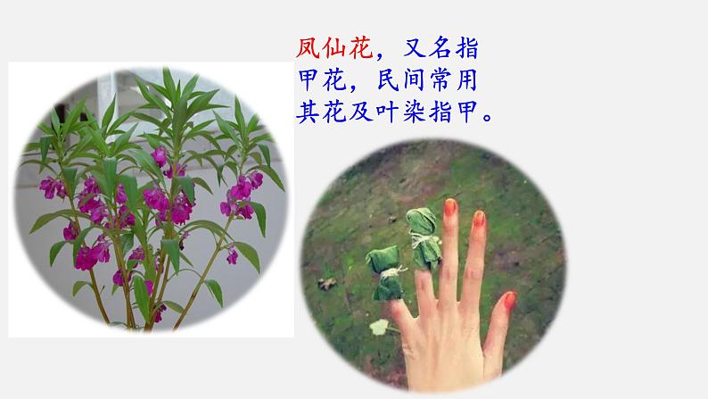 大象版科学一下2.3《阳光和凤仙花》PPT课件+素材04