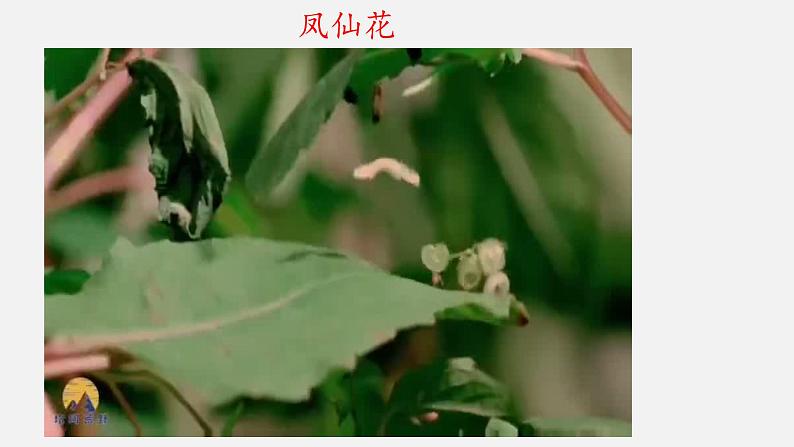 大象版科学一下2.3《阳光和凤仙花》PPT课件+素材05