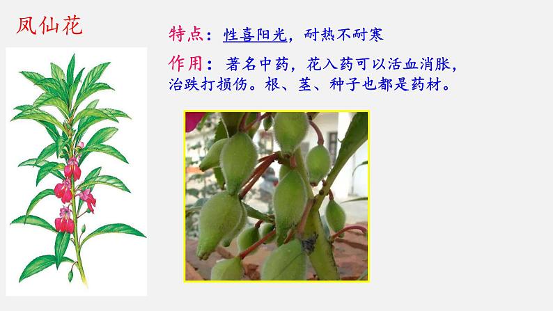 大象版科学一下2.3《阳光和凤仙花》PPT课件+素材06