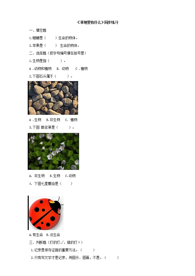 粤教粤科版科学一年级下册：4.11《草地里有什么》课件PPT+教案+同步练习01