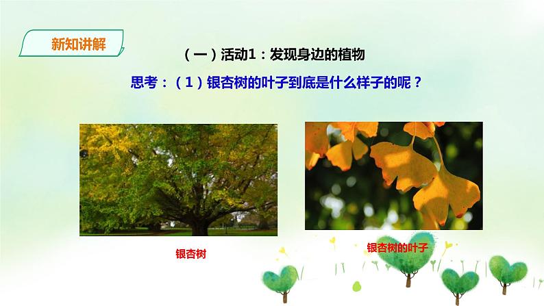 粤教粤科版科学一年级下册：4.14《校园里的植物》课件PPT+教案+同步练习03