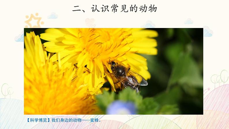 苏教版科学一年级下册：10 形形色色的动物 PPt课件+教案+视频04