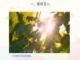 苏教版科学一年级下册：11 多姿多彩的植物 PPt课件+教案+视频