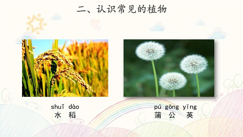 苏教版科学一年级下册：11 多姿多彩的植物 PPt课件+教案+视频06