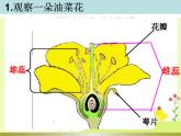 教科版小学四年级下册2.1油菜开花了 PPT课件+教案+音视频