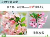 教科版小学四年级下册2.2各种各样的花 PPT课件+教案+音视频