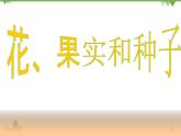 教科版小学四年级下册2.3花果实和种子 PPT课件+教案+音视频