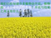 教科版小学四年级下册2.3花果实和种子 PPT课件+教案+音视频
