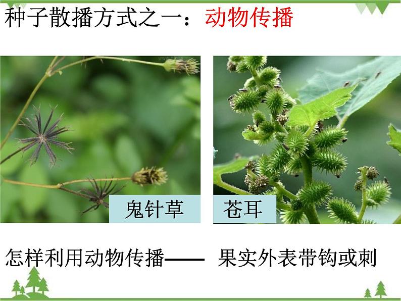 教科版小学四年级下册2.4把种子散播到远处 PPT课件+教案+音视频08