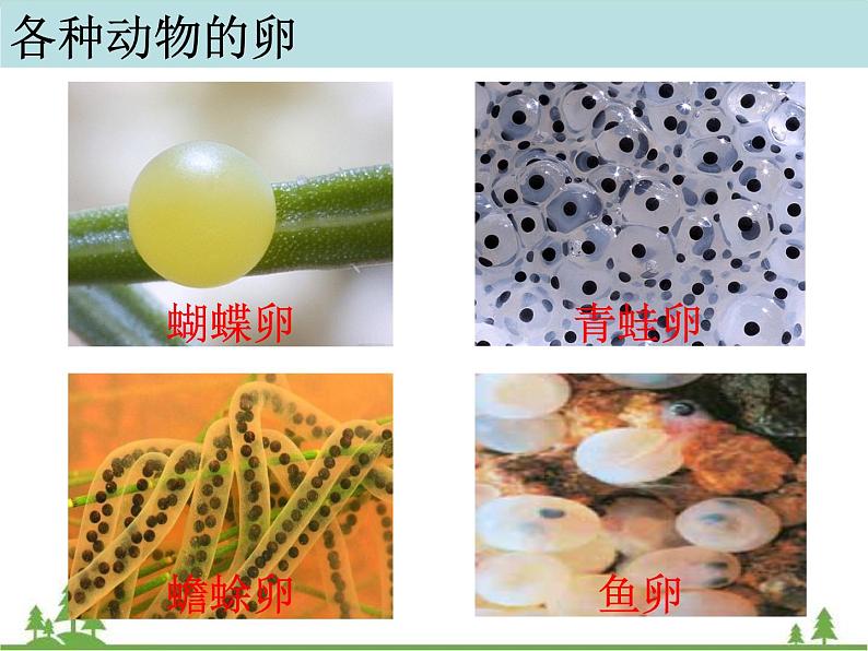 教科版小学四年级下册2.6动物的卵 PPT课件+教案+音视频02