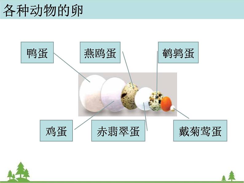 教科版小学四年级下册2.6动物的卵 PPT课件+教案+音视频03