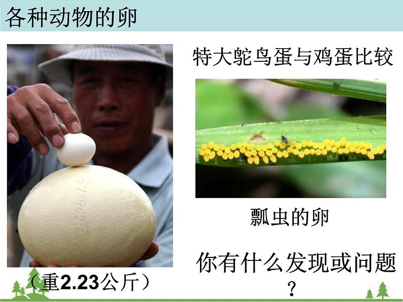 教科版小学四年级下册2.6动物的卵 PPT课件+教案+音视频04