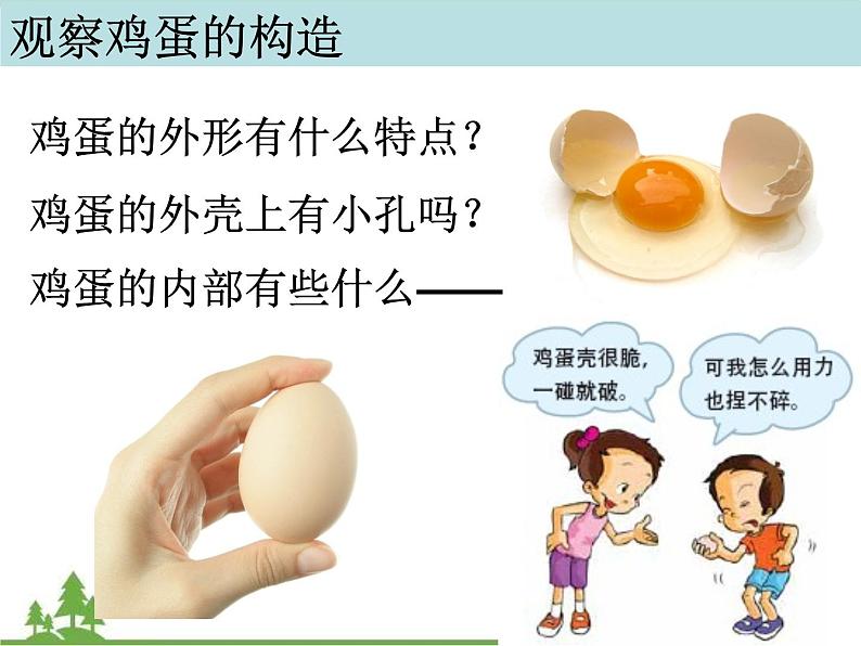 教科版小学四年级下册2.6动物的卵 PPT课件+教案+音视频05