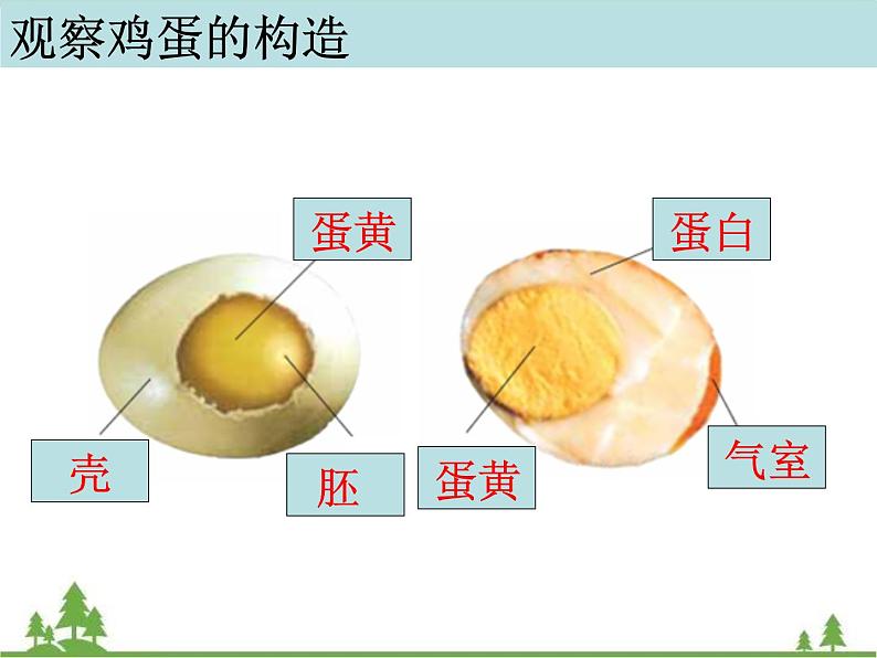 教科版小学四年级下册2.6动物的卵 PPT课件+教案+音视频06