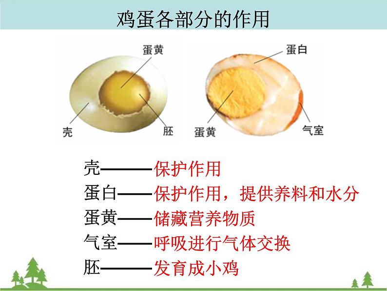 教科版小学四年级下册2.6动物的卵 PPT课件+教案+音视频07