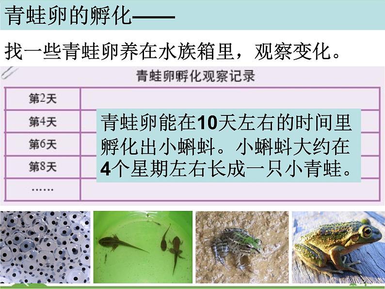 教科版小学四年级下册2.6动物的卵 PPT课件+教案+音视频08