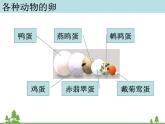 教科版小学四年级下册2.7动物的繁殖活动 PPT课件+教案+音视频