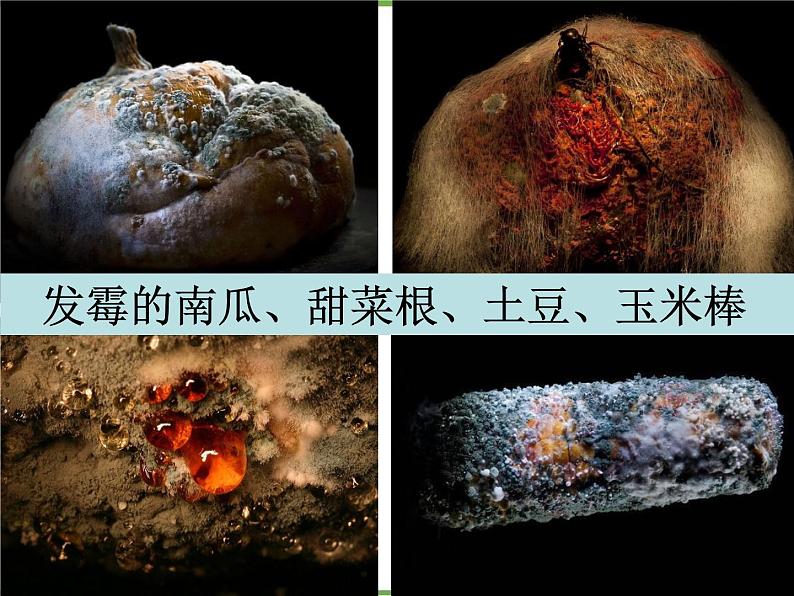 教科版小学四年级下册3.5面包发霉了 PPT课件+教案02