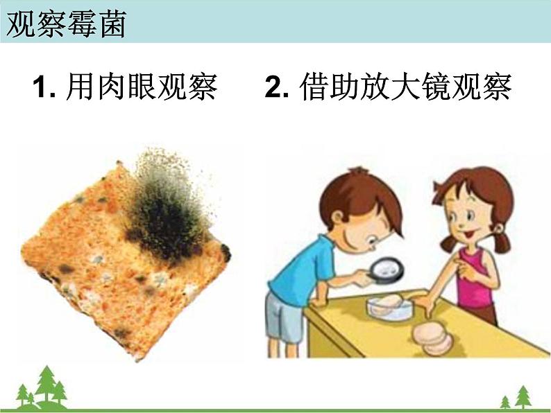 教科版小学四年级下册3.5面包发霉了 PPT课件+教案04