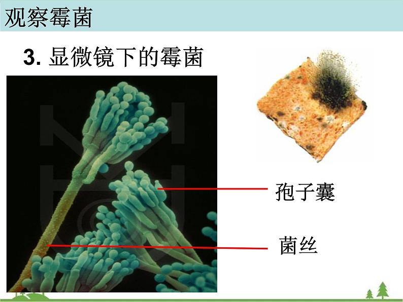 教科版小学四年级下册3.5面包发霉了 PPT课件+教案05